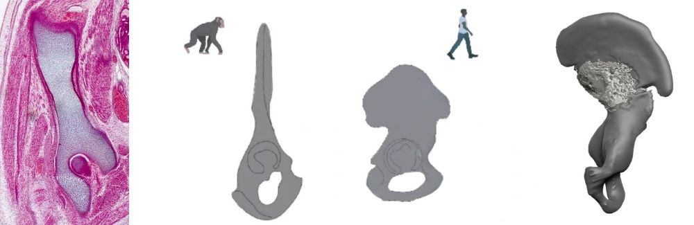 A collage of different views of ape and human pelvises