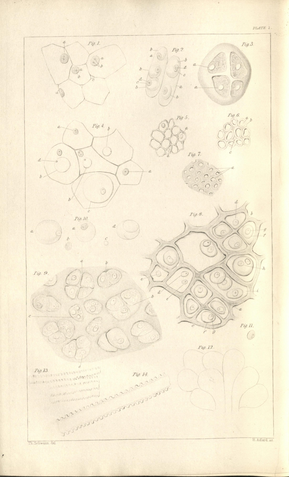 Illustrations of animal cells