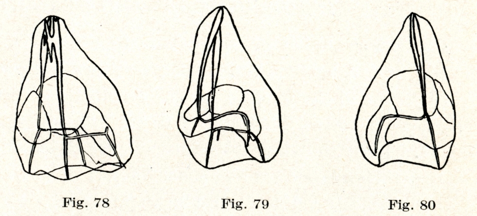 Figures of slightly pyramid-shaped cells dividing (without fertilization)