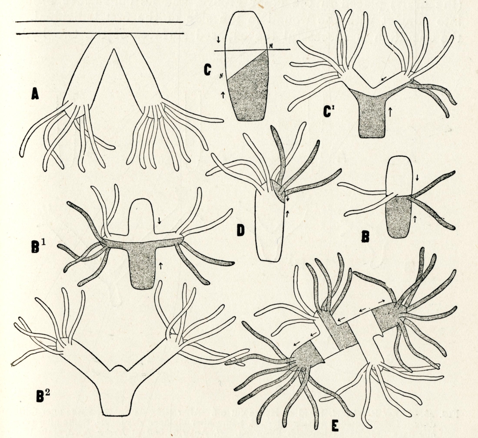 Diagram of process of hydra regeneration