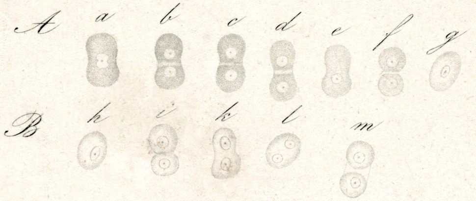 Illustrations of plant cells dividing