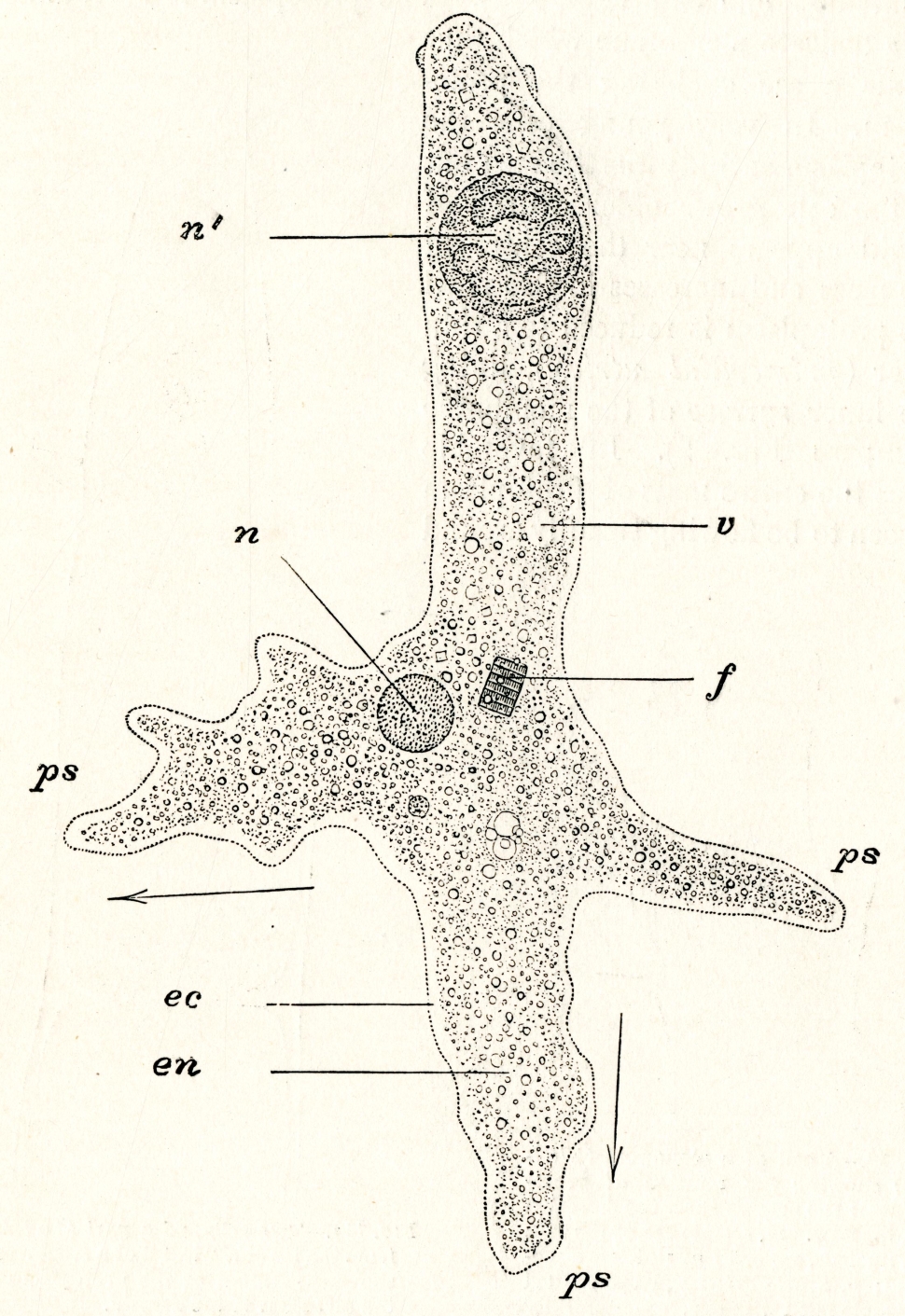 Illustration of amoeba, Sedgwick and Wilson