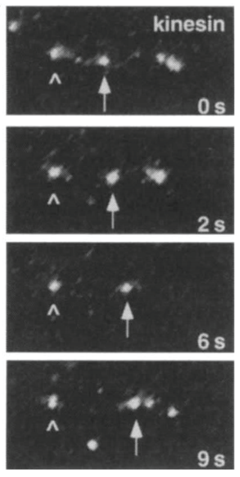 Kinesin moving 1996 Vale