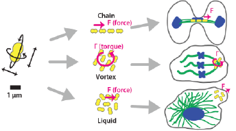 cyborg cell diagram