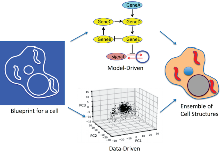 diagram for Center for Cellular Construction