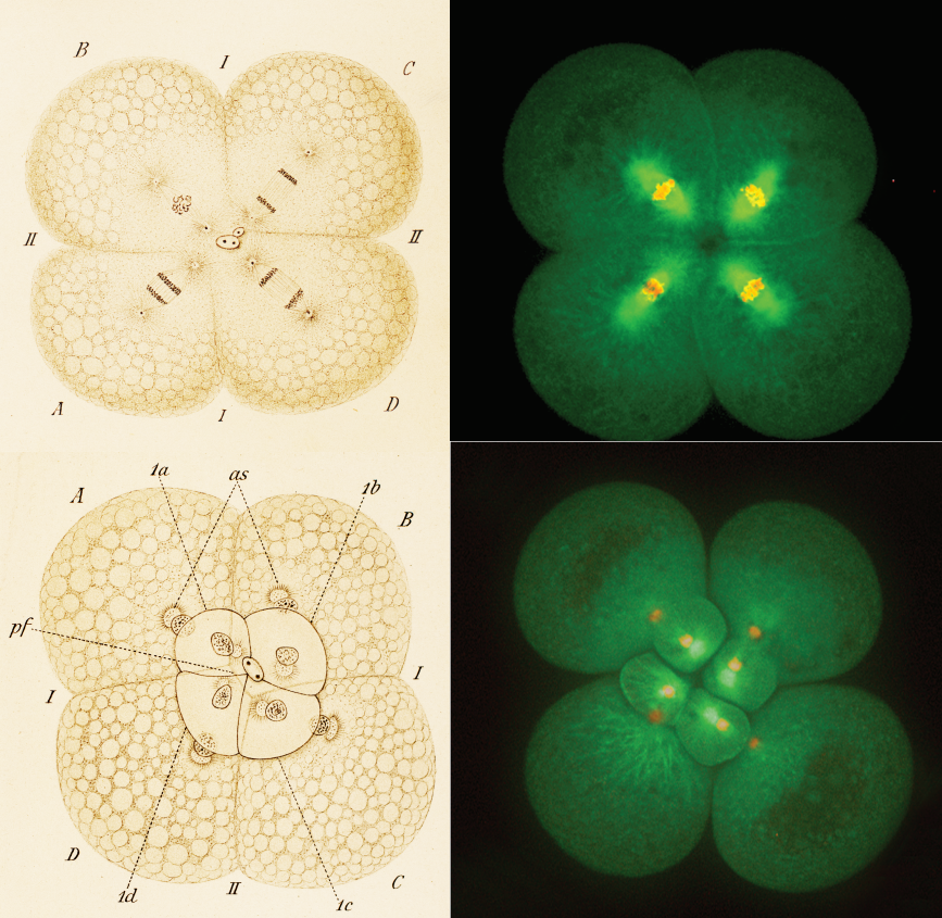 slipper snail embryos in 1897 and 2014