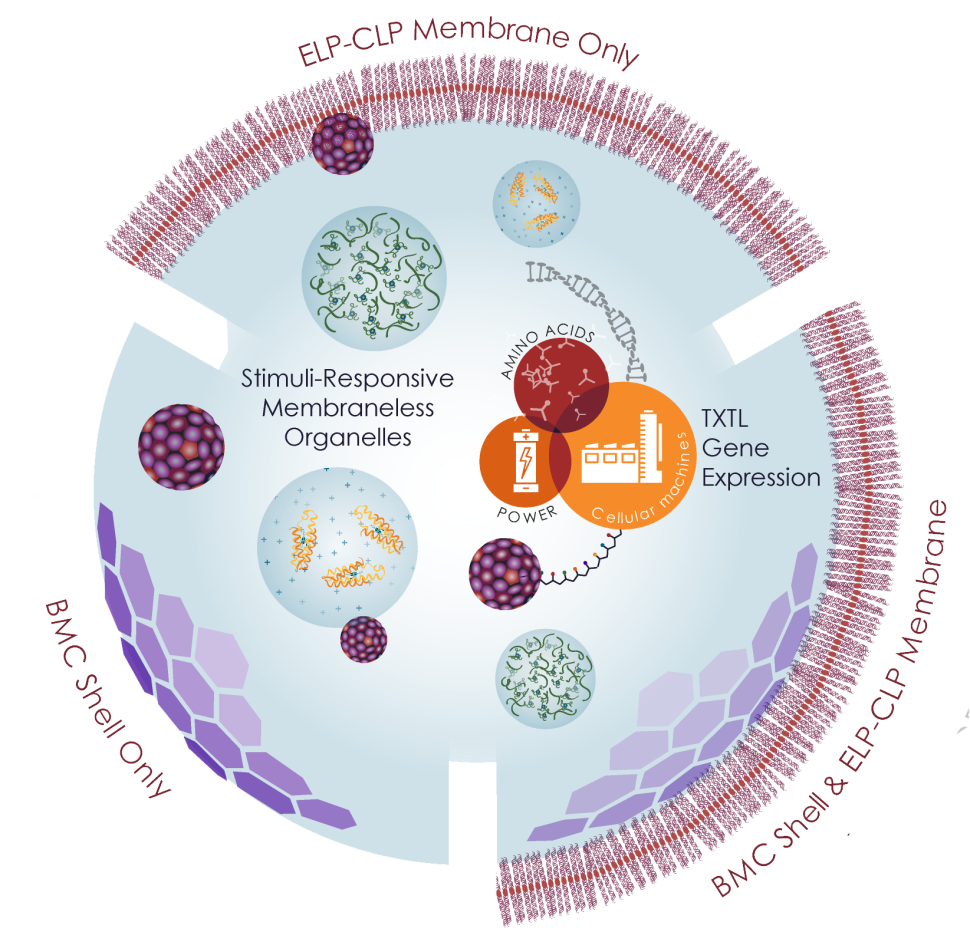 proteocell diagram