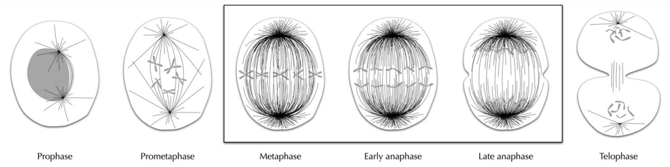 animal cell division diagram