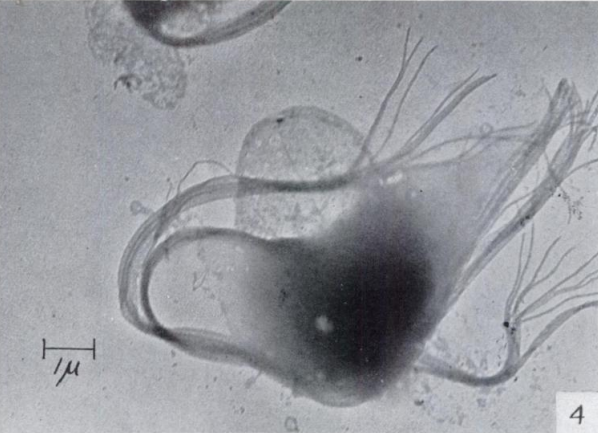 cell_harvey
