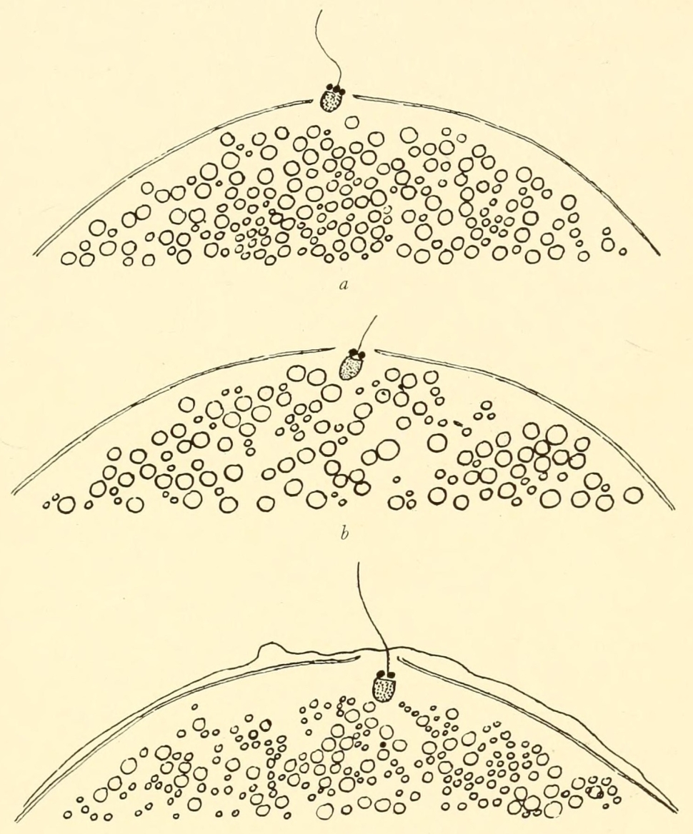 spermies