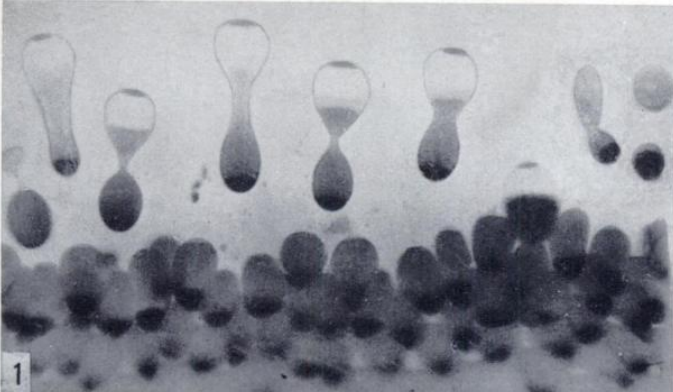 nuclei