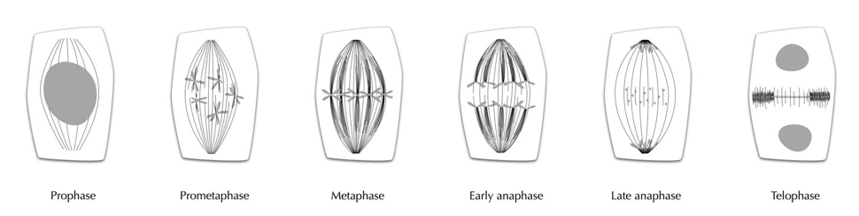 plant cell division diagram