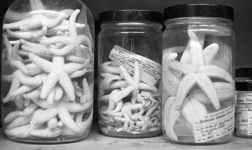 stars in jars