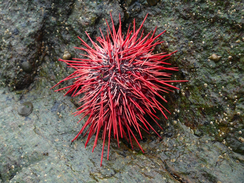 Sea Urchin