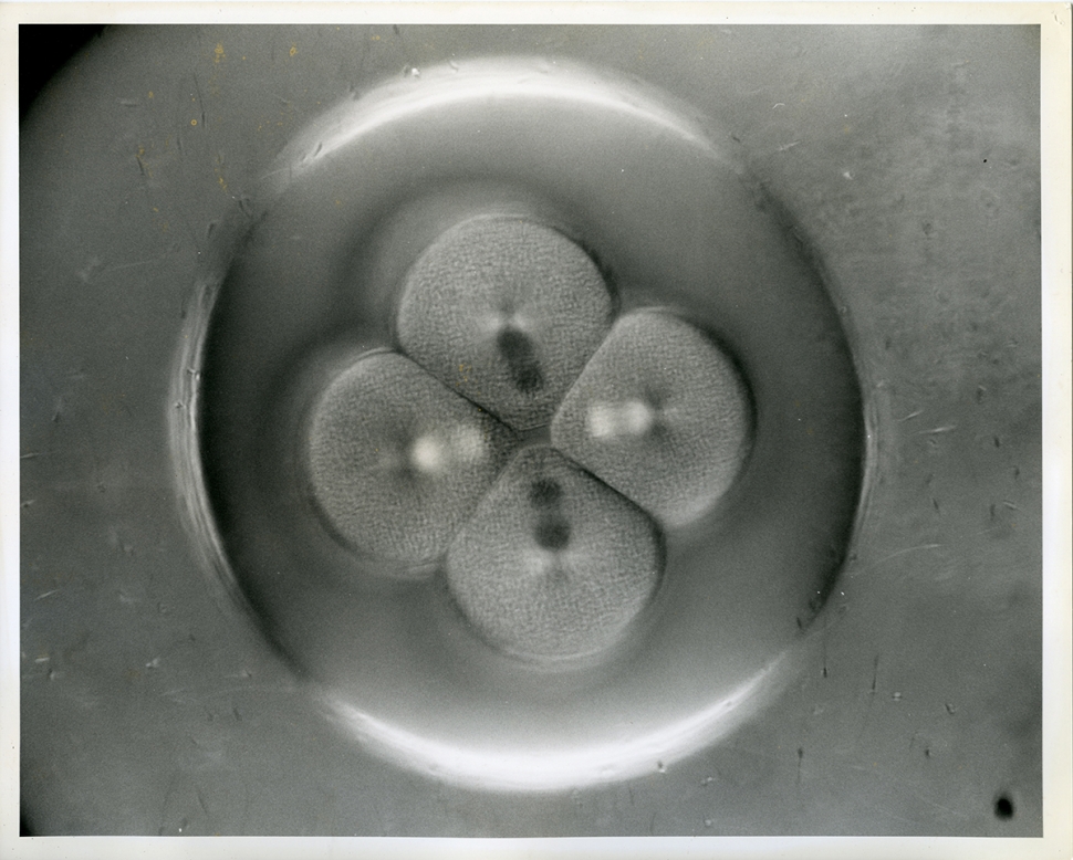 Sand dollar image