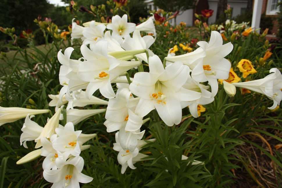 Easter Lilies