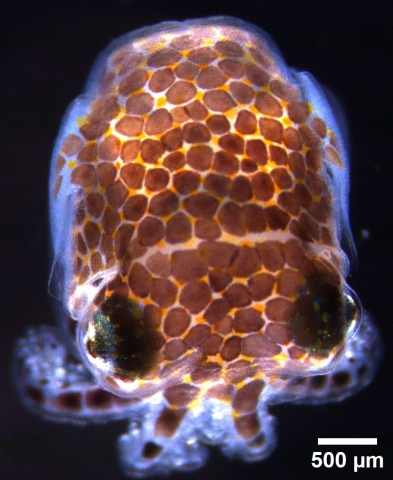 A hummingbird bobtail squid hatchling