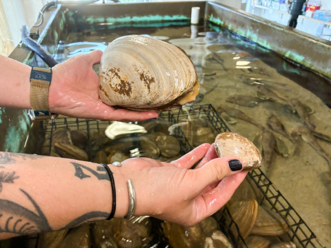 A small clam and a large clam held up above their tank.