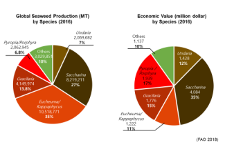 global seaweed production