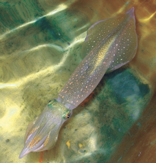 Atlantic longfin inshore squid Doryteuthis pealeii Credit Elaine Bearer.jpeg