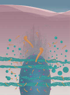 Actin cytoskeleton proteins interact with nuclear envelope to regulate the organization of actin cables near the nucleus, orchestrating nuclear movement during migration. Credits: Helena Pinheiro | www.hpinheiro.com