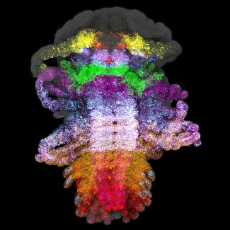 Expression of all nine Hox genes in the embryo of Parhyale hawaiensis.  Knockouts of these genes reveals that they work combinatorially to pattern the large diversity of limb types seen in Parhyale