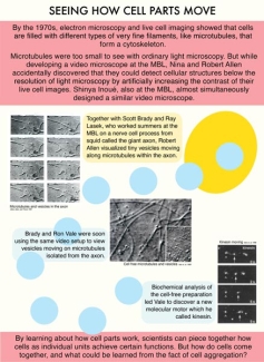 Exhibit panel 10 - Seeing How Cell Parts Move