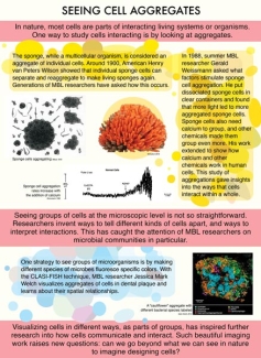 Exhibit Panel 11 - Seeing Cell Aggregates