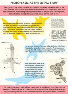 Exhibit panel 3 - Protoplasm as the Living Stuff