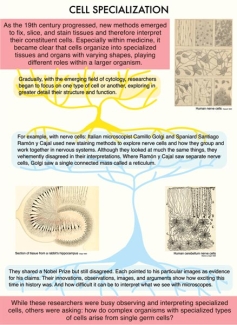 Exhibit panel 4 - Cell Specialization