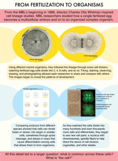 Exhibit panel 5- From Fertilization to Organisms