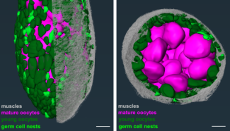 3D rendered structure of ovarian cells in grey, pink and green.