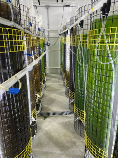 Hatchery Microalgae Production