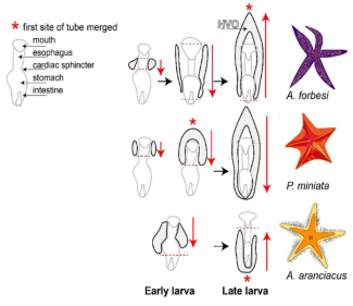 A graphical depiction of how HVO's develop in different sea star species.