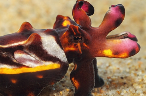 Flamboyant cuttlefish