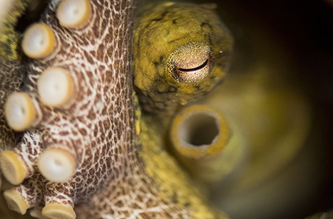 california two spot octopus