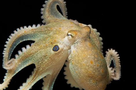 california two spot octopus