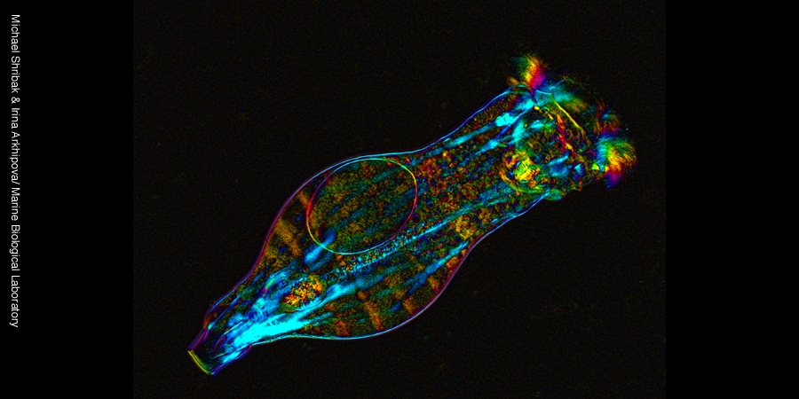 rotifer-1m