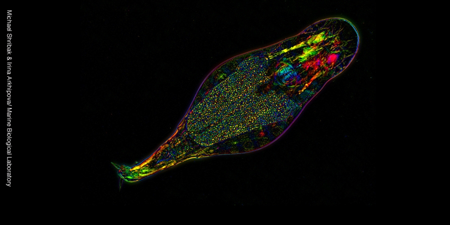 rotifer-2m