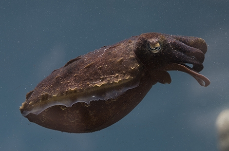 Stumpy Cuttlefish