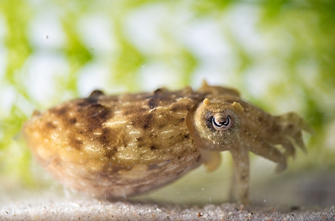 Dwarf Cuttlefish