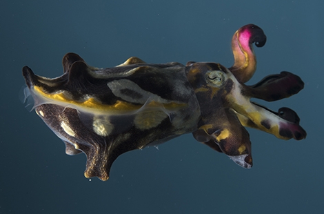 Flamboyant cuttlefish