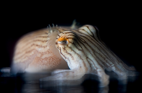 pyjama squid