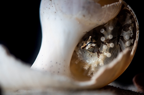 Pygmy zebra octopus 