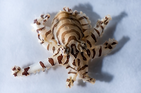 Pygmy zebra octopus 