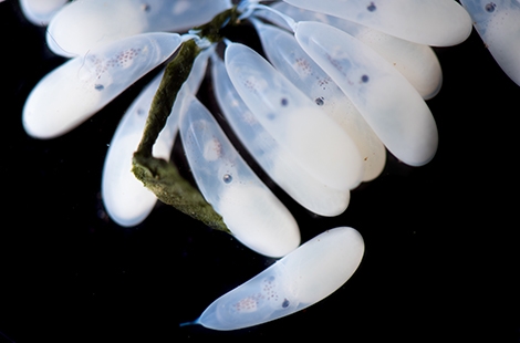 california two spot octopus eggs