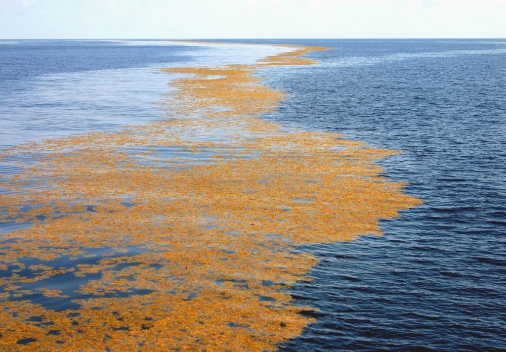 sargassum slick