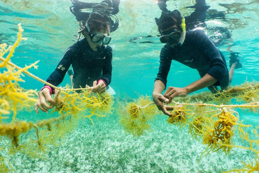 divers checking on seaweed lines