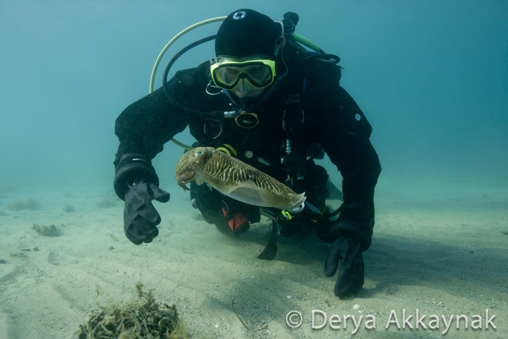 cuttlefish