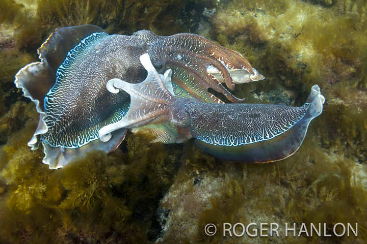 cuttlefish